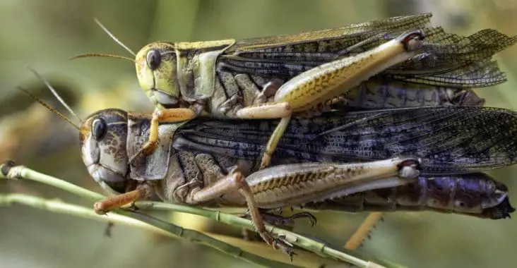 How to breed feeder locusts