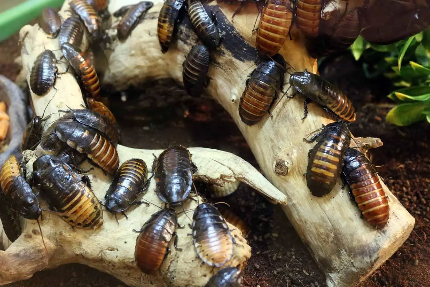 Madagascar hissing cockroach colony