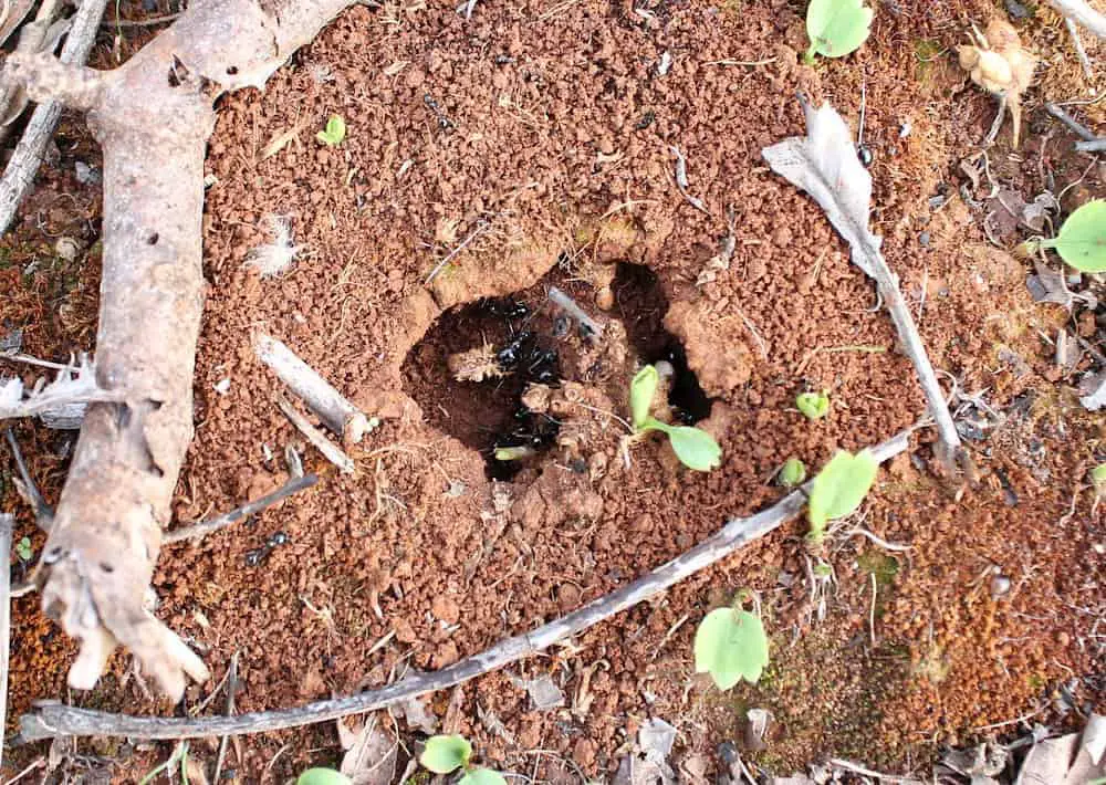 An ant colony nest entrance
