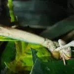 Giant walking stick pharnacia ponderosa