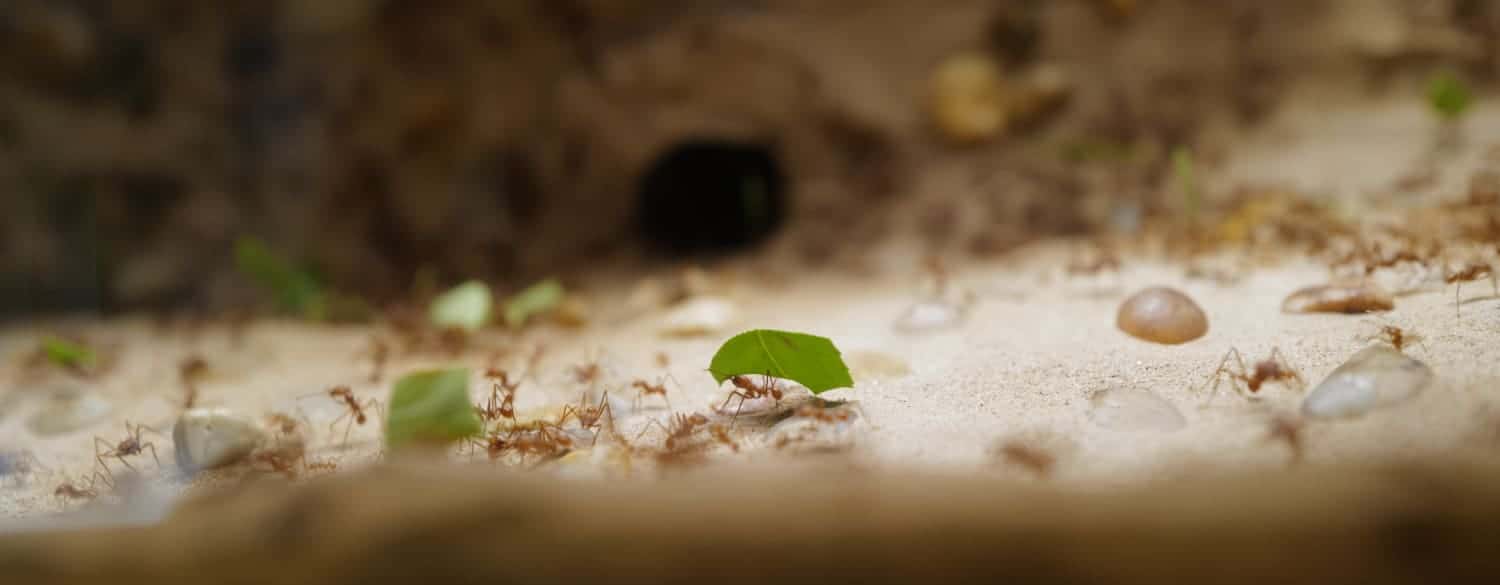 Keeping an ant colony as pet