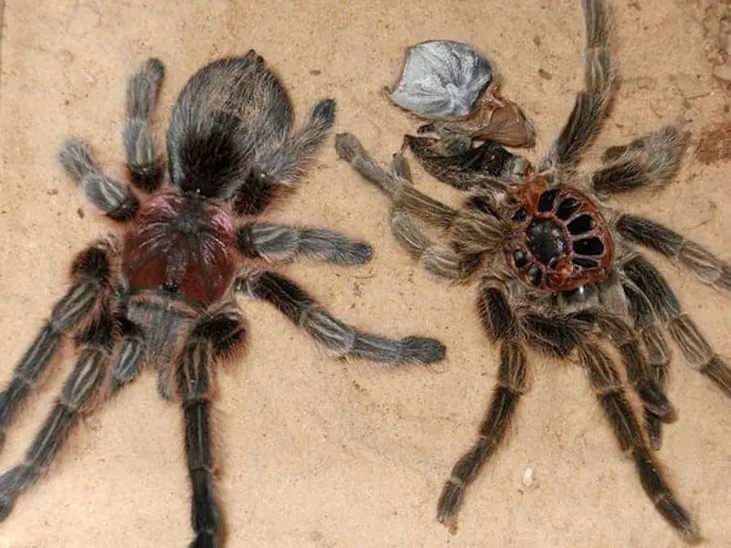 Tarantula besides its old exoskeleton (carapace)