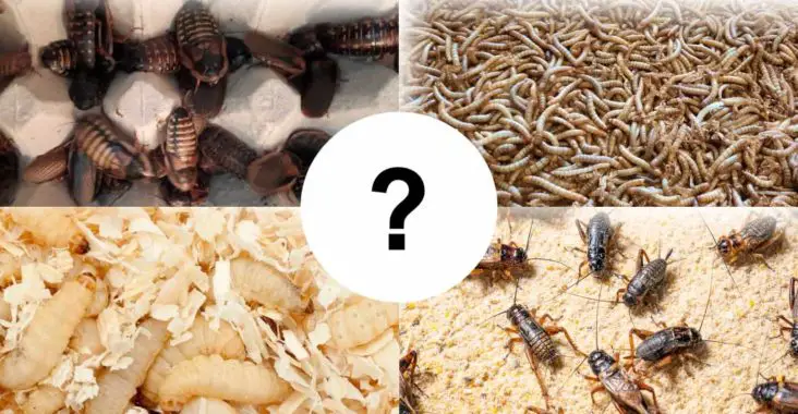 What is the easiest feeder insect to breed
