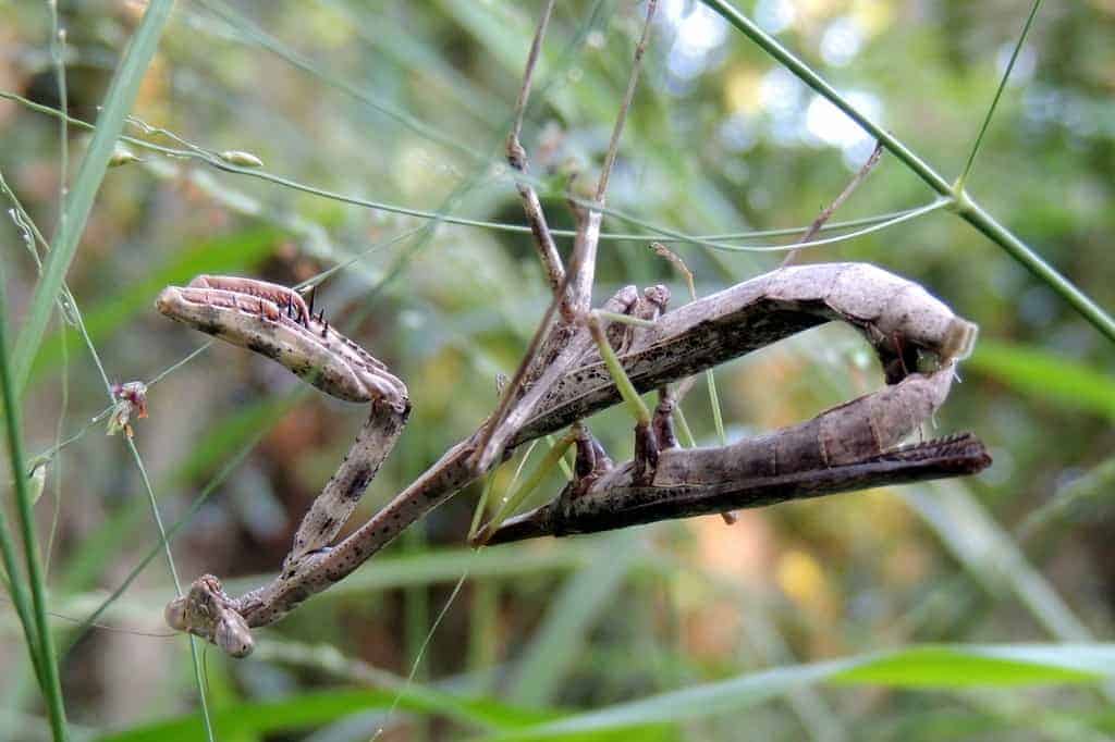 Sexual cannibalism at praying mantis