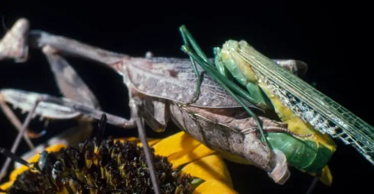 Sexual cannibalism at praying mantis