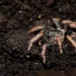 Should you add springtails to your tarantula enclosure