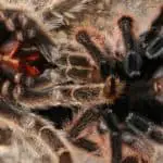 can tarantulas die while molting
