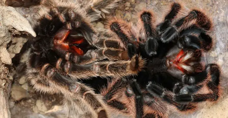 can tarantulas die while molting