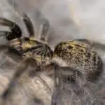 Do tarantulas make a web