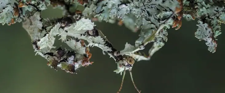 Extatosoma tiaratum (giant prickly stick insect) lichen colour morph