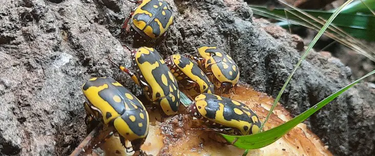 Sun beetles enjoy a banana