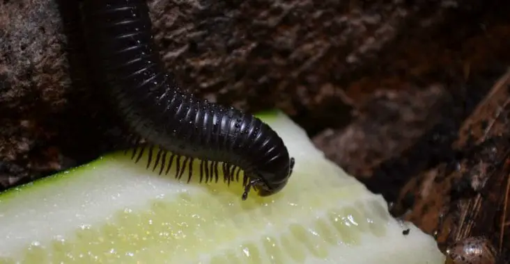 What do millipedes eat