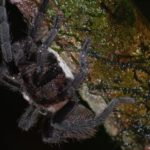 Are tarantulas spiders? A complete answer