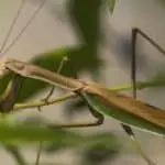 Food and feeding of praying mantis: A practical guide