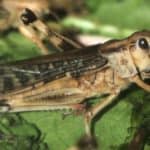 Keeping feeder locusts alive at home