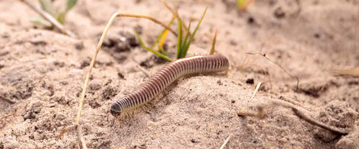 Ivory millipede: A practical care guide