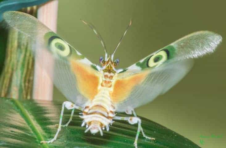 Spiny flower mantis posing its wings