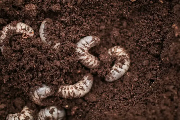 Beetle grubs living in the substrate