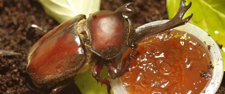 Homemade beetle jelly: A how-to recipe guide