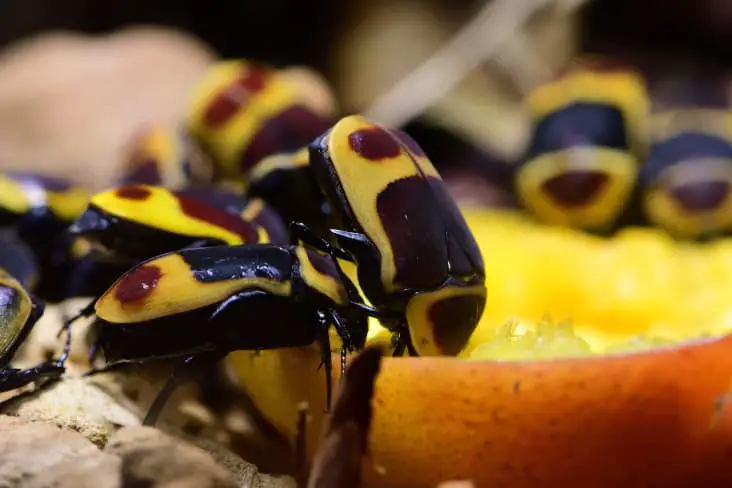 Sun beetles eating fruits