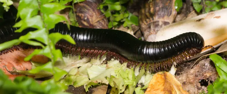 How to make the best millipede habitat