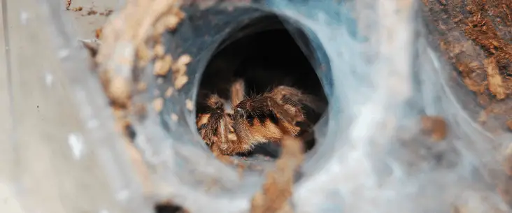 Do tarantulas sleep?