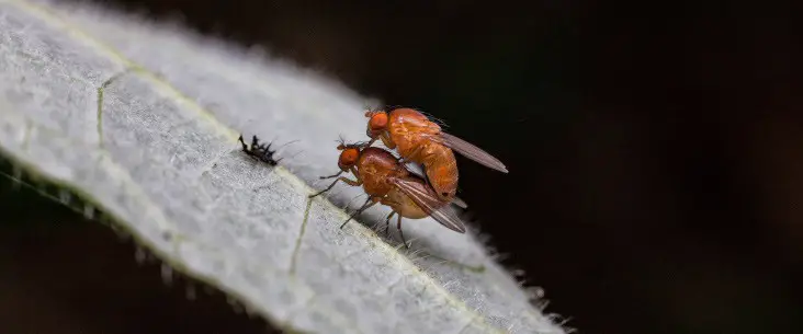 Breeding fruit flies yourself