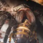 How do tarantulas catch their prey