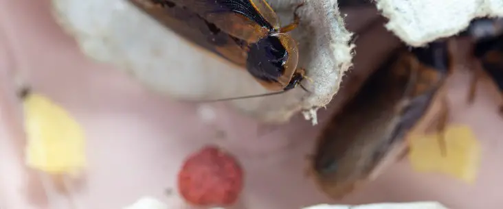 What to feed dubia roaches
