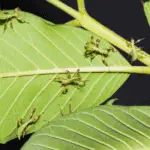 The life cycle of stick insects and leaf insects