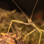 Indian stick insect (Carausius morosus) care guide