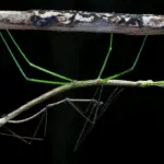 Sex difference with stick insect