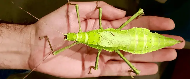 Giant Stick Insects As Pets