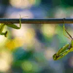 How to tell if a praying mantis is a male or female