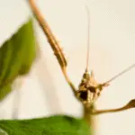 beginners guide for keeping stick insects