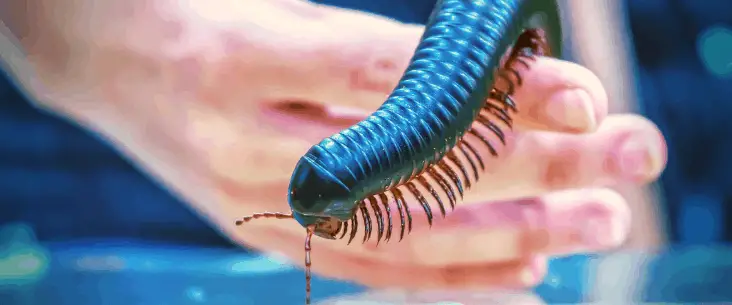Giant Black African Millipede Care Guide