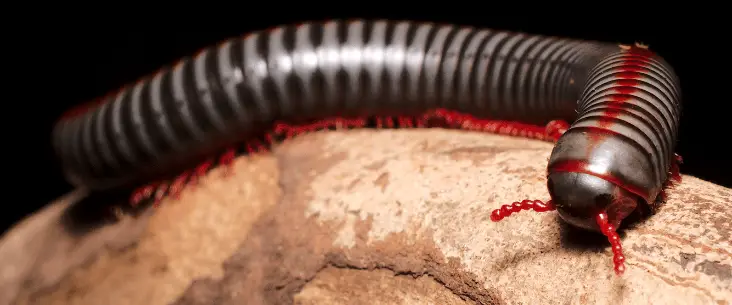 Millipede lifespan and life cycle explained