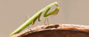 Can A Praying Mantis Fly? A Closer Look At Their Wings | Keeping Bugs