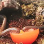 Giant African Olive Millipede Care Guide
