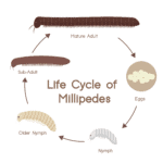 Life Cycle And Lifespan Of Giant Millipedes Explained | Keeping Bugs