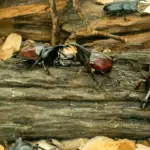 can you keep different beetles together