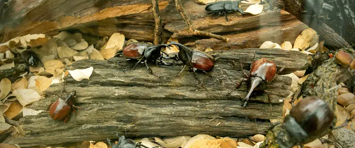 can you keep different beetles together