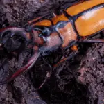 Stag beetle care guide
