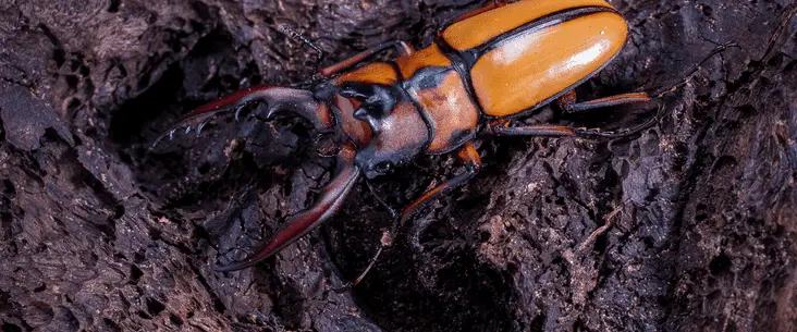 Stag beetle care guide