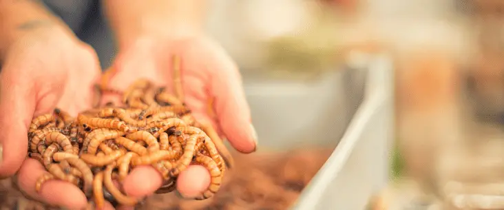 Breeding vs buying feeder insects